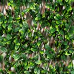 VESTIAMO CASA GIARDINO - Siepe Artificiale Estensibile Foglie di Mirto Cerato h90x180 cm - immagine 3