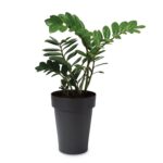 BLUMAX - Vaso Melrose Flower Pot Alto Antracite - h65 cm diametro 40 cm - immagine 2